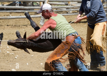 A cowboy tackles a calf during a branding at the Dalton Ranch in the Clover Valley, NV Stock Photo