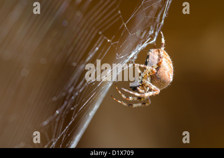 cross orbweaver, European garden spider in its web with prey / Araneus diadematus Stock Photo
