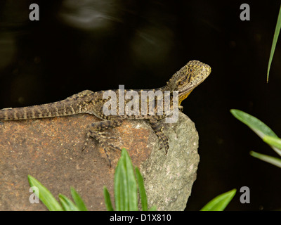 Young Australian eastern water dragon - a lizard - sunning itself on rock by a pond Stock Photo