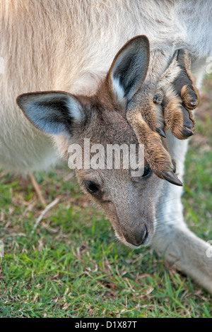 Close up of young joey - baby eastern grey kangarooMacropus giganteus - with head and foot protruding from mother's pouch. Shot in the wild. Stock Photo