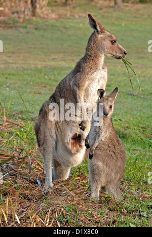 Joey kangaroo Macropus giganteus standing beside mother eating grass with pouch wide open to show red interior and teat - shot in the wild Stock Photo