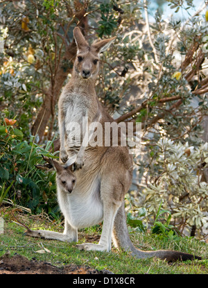 Tiny joey - baby eastern grey kangaroo Macropus giganteus - peering out of it mother's furry pouch - in the wild Stock Photo