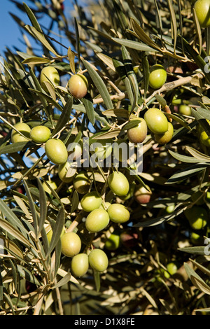 Olive Tree Olives Andalusia Spain Aceitunas Olivo Andalucía España Stock Photo