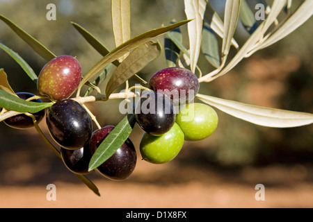 Olive Tree Olives Andalusia Spain Aceitunas Olivo Andalucía España Stock Photo