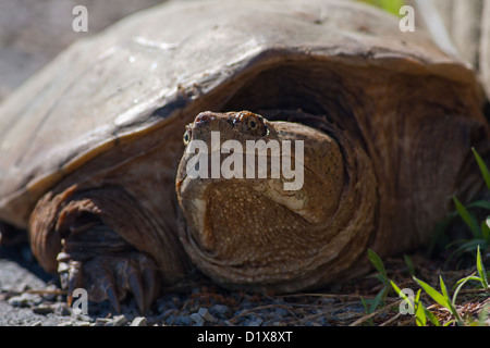 Close-up of a Common Snapping Turtle (Chelydra serpentina) Stock Photo