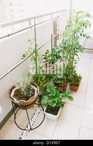 Potted plants on a balcony Stock Photo