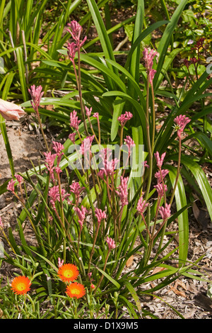 Group of pink furry flowers and emerald green leaves of Anigozanthos species, kangaroo paw - an Australian native plant Stock Photo