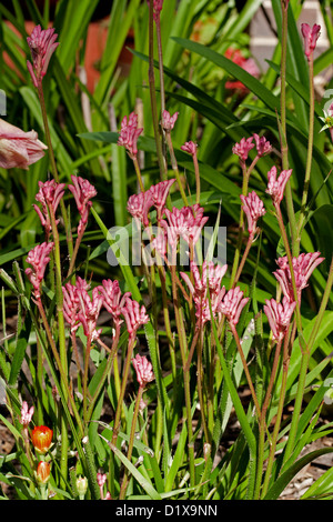 Cluster of pink furry flowers and emerald green leaves of Anigozanthos species, kangaroo paw - an Australian native plant Stock Photo