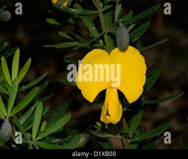 Golden yellow flower and leaves and seed pod of Gompholobium latifolium - golden glory pea - an Australian wildflower Stock Photo