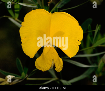 Golden yellow flower of Gompholobium latifolium - golden glory pea - an Australian wildflower Stock Photo