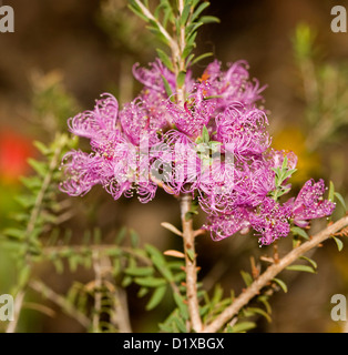 Pink / mauve flowers of Melaleuca thymifolia 'Cotton Candy'- an Australian native garden shrub Stock Photo