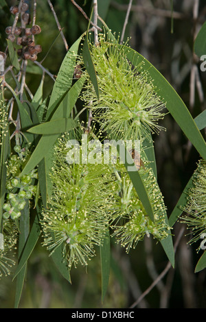 Melaleuca or paper bark tree flowering and growing in Big Swamp Wild ...