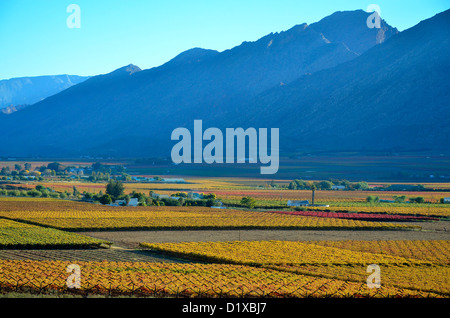 Autumn colours in the Hex river valley vineyards, Western Cape, South Africa Stock Photo