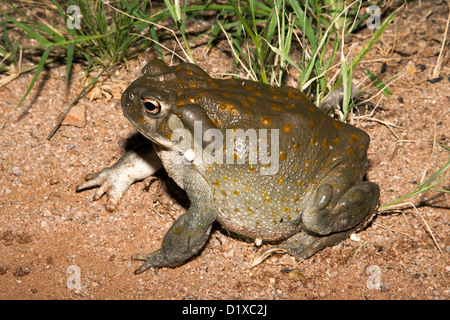 Sonoran Desert Toad Bufo alvarius Tucson, Pima County, Arizona, United States 19 August Adult Bufonidae Stock Photo