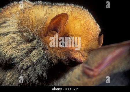 Western Red Bat Lasiurus blossevillii Chiricahua Mountains, Arizona, United States May Adult Male Vespertilionidae Stock Photo