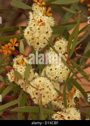 Cluster of cream coloured flowers of Mallee eucalyptus species Stock Photo