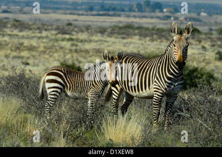 Equus zebra zebra or Cape mountain zebra, saved from extinction. Now thriving in the Karoo National park, South Africa Stock Photo