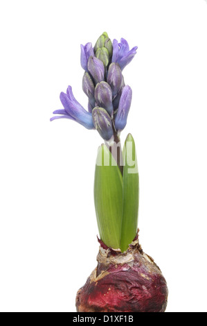 Hyacinth bulb shoot and flower buds isolated against white Stock Photo