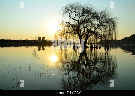 Willow tree reflected in water of Gariep dam, Free State, South Africa. These trees originally came from St Helena island Stock Photo