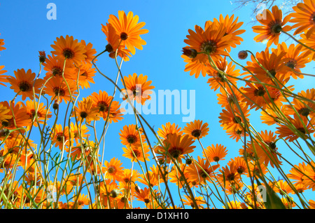 Clump of golden daisies viewed from underneath against blue sky. Namaqualand, South Africa Stock Photo