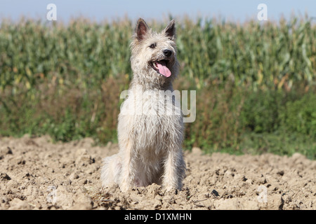 Dog Bouvier des Ardennes - Ardennes Cattle Dog adult straw colored sitting Stock Photo