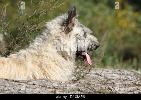 Dog Bouvier des Ardennes - Ardennes Cattle Dog adult straw colored portrait profile Stock Photo