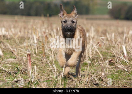 Dog Bouvier des Ardennes - Ardennes Cattle Dog puppy fawn running Stock Photo