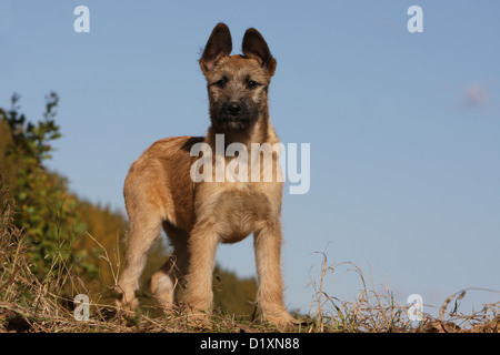 Dog Bouvier des Ardennes - Ardennes Cattle Dog puppy fawn standing Stock Photo
