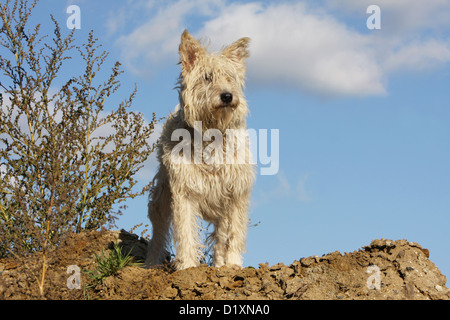 Dog Bouvier des Ardennes - Ardennes Cattle Dog adult straw colored standing Stock Photo