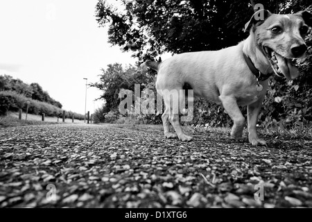 Jack Russell terrier dog on a walk Stock Photo