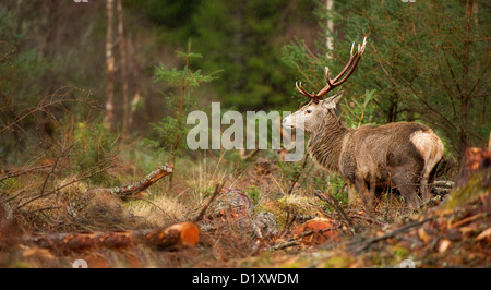 Cervus elaphus  a red deer stag with stunning red antlers wanders through a clearing in the Etive forest in Glencoe Scotland Stock Photo