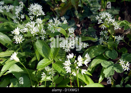 ransoms (allium ursinum) or wild garlic in woodland vale of glamorgan, south wales, May. Stock Photo