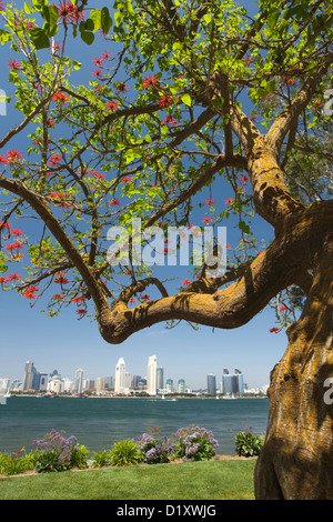 DOWNTOWN HARBOR SIDE CITY SKYLINE FROM BAY VIEW PARK SAN DIEGO CALIFORNIA USA Stock Photo