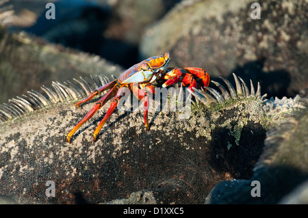 Sally Lightfoot crab, Galapgos Islands Stock Photo