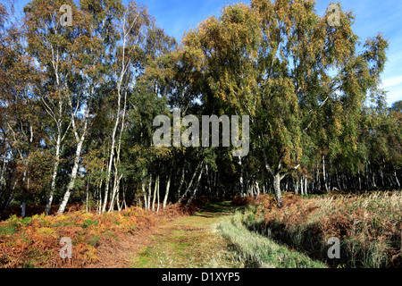 Silver Birch trees with autumn colours (Betula pendula) Stock Photo