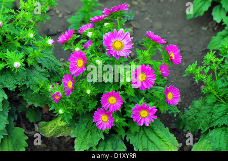 Bunch of pink aster on a green bush Stock Photo