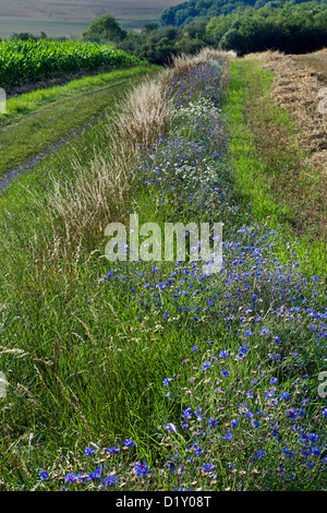 Cornflowers (Centaurea cyanus), blue wildflowers growing in verge along field