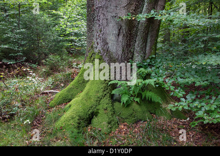 Common beech tree trunk (Fagus sylvatica) in broad-leaved forest in summer Stock Photo