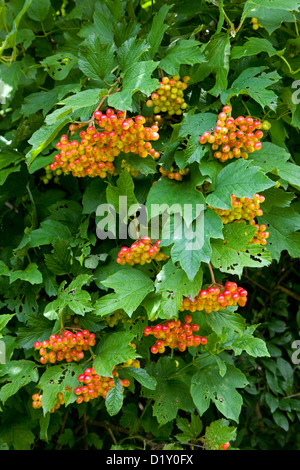 Red berries and leaves of Guelder rose (Viburnum opulus) in summer Stock Photo