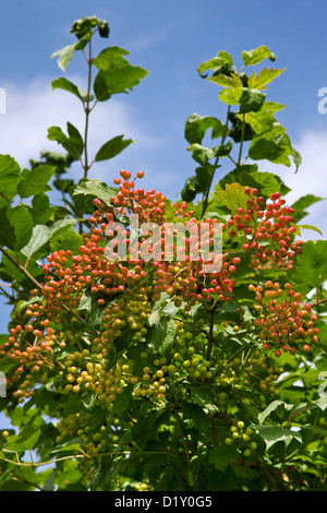 Red berries and leaves of Guelder rose (Viburnum opulus) in summer Stock Photo