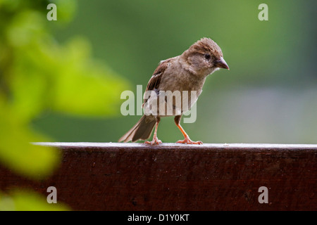 House Sparrow (Passer domesticus) juvenile perched on wooden fence Stock Photo