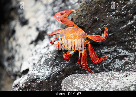 red rock crab, Grapsus grapsus, Tortuga Bay, Puerto Ayora, Santa Cruz, Galapagos Islands, Ecuador