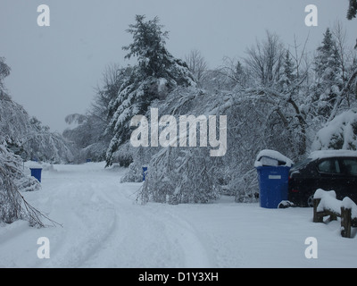 Snowy road with snow covered trees Stock Photo