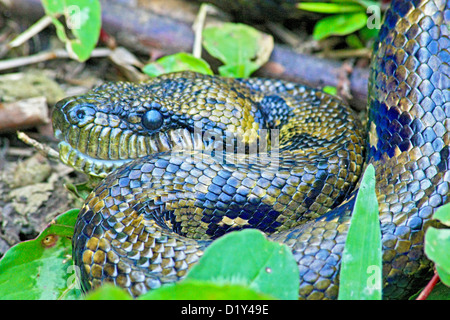 The threatened Madagascar Tree Boa Stock Photo