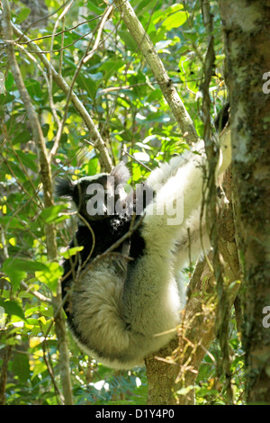 Wildlife Madagascar, babakoto, Indri indri, monkey with young babe cub ...