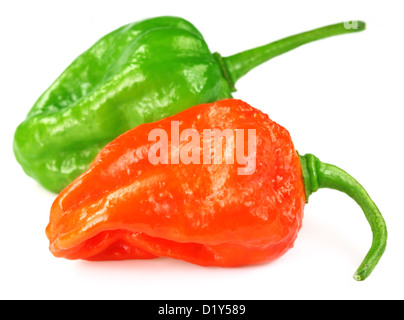 Bombay Morich or Naga pepper plant is a hybrid or mixed species of BD
