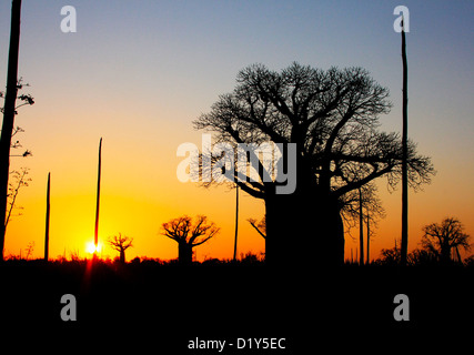 Baobab trees growing in a Madagascan Sisal plantation Stock Photo