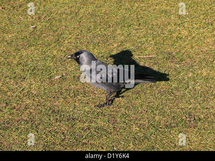 Western Jackdaw, Corvus monedula, Corvidae. Aka Eurasian Jackdaw, European Jackdaw. Common Bird. Europe to North Africa. Stock Photo