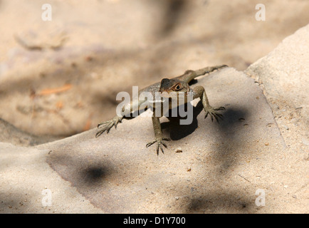 Lizard, Dumeril's Madagascar Swift, Oplurus quadrimaculatus, Opluridae, Iguania. Isalo National Park, Madagascar, Africa. Stock Photo