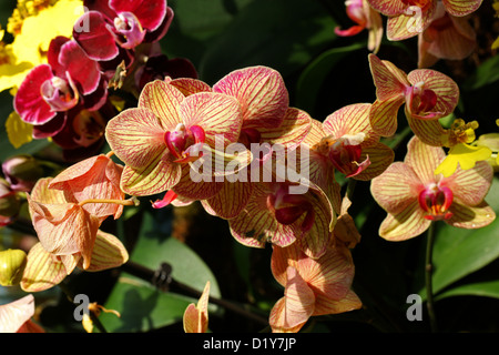 Orange Moth Orchid Hybrids, Phalaenopsis sp., Orchidaceae. Originally from Asia. Stock Photo